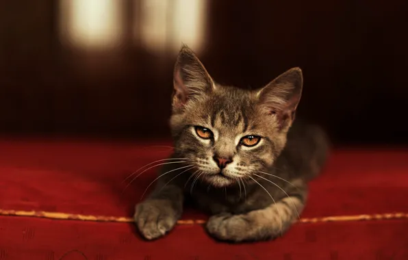 Кошка, взгляд, поза, темный фон, котенок, серый, матрац, мордочка