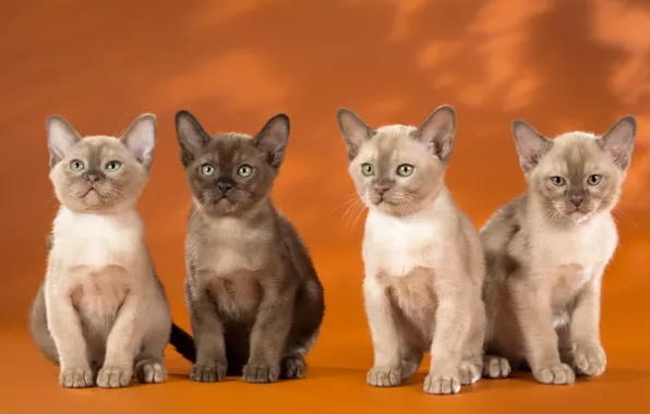 Картинка котята, квартет, бурма, бурманская кошка