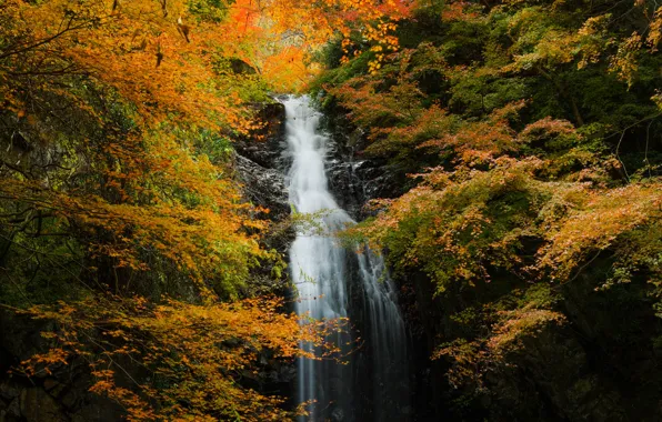 Картинка осень, лес, скала, водопад, поток