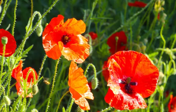 Red, flower, poppy, meadow, blooming