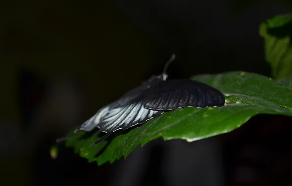 Макро, лист, бабочка