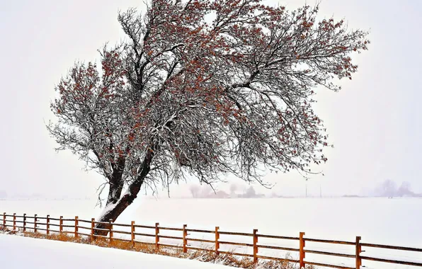 Картинка зима, дерево, забор