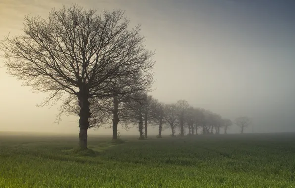 Поле, деревья, туман, утро