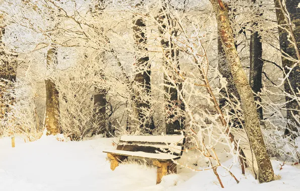 Картинка зима, иней, снег, деревья, скамейка, ветки, природа, парк