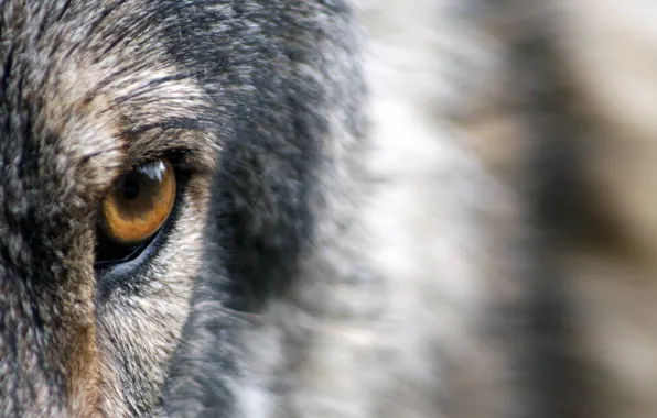 Картинка wolf, eye, wild, fur, ...close-up photo of brown and gray animal