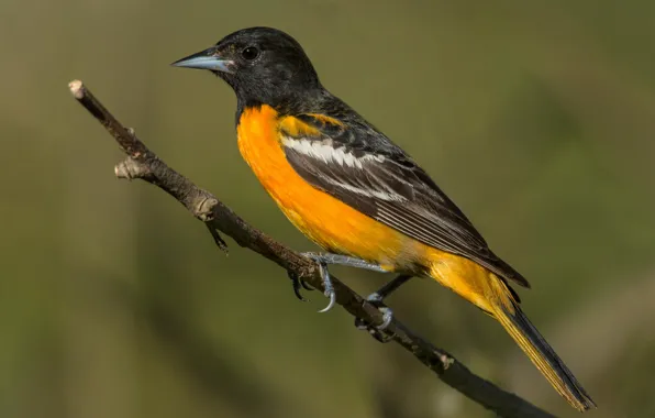 Птицы, icterus galbula, балтиморская иволга, Балтиморский цветной трупиал