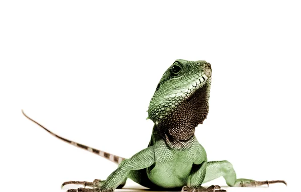 Green, lizard, Animal, reptile, leguan
