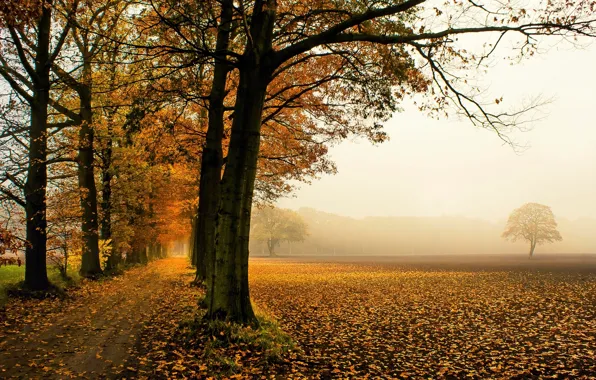 Картинка осень, листья, деревья, природа, фон, дерево, widescreen, обои
