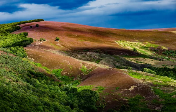 Картинка деревья, горы, природа, Франция, Севенны