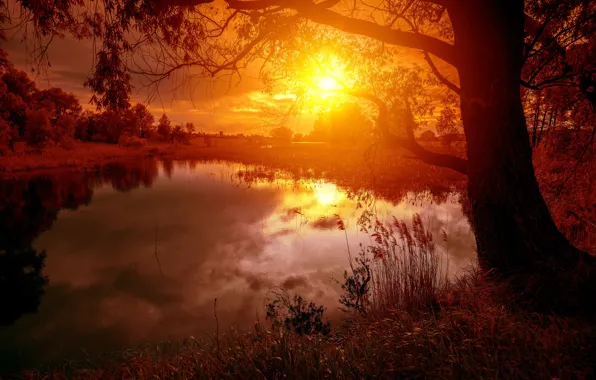 Солнце, деревья, отражение, река, восход, river, trees, sunrise