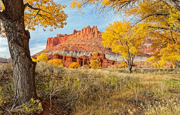Картинка осень, трава, деревья, горы, природа, скалы, Юта, США