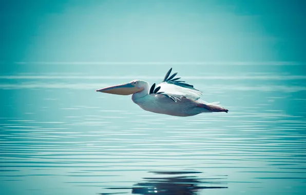 Картинка вода, полёт, Пеликан