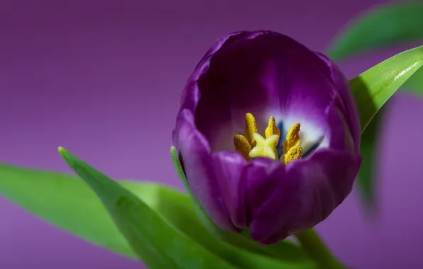 Картинка фиолетовый, тюльпан, лепестки, лиловый