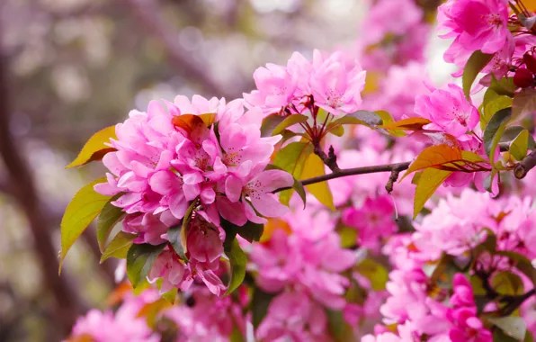 Flower, pink, spring, twig, blooming