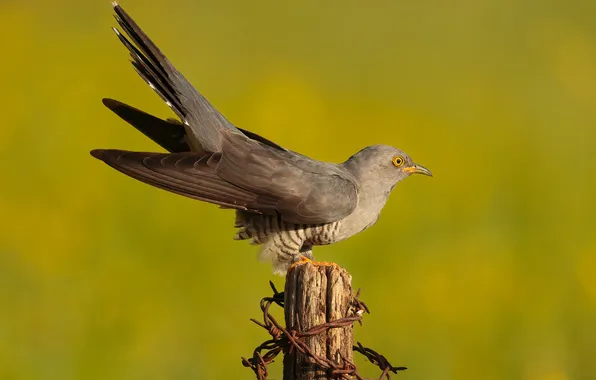 Картинка Животные, Крупным планом, кукушка, cuckoo