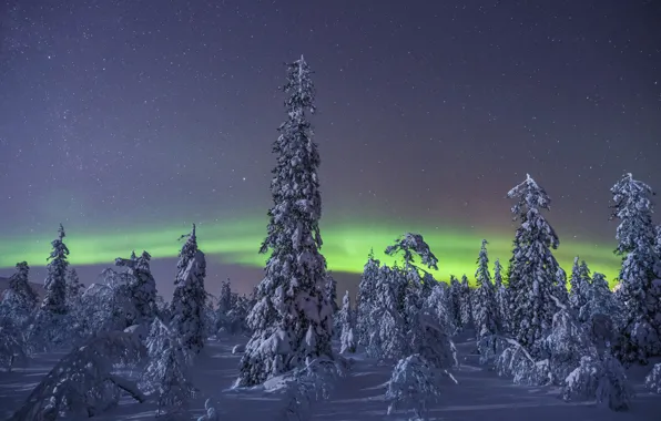 Зима, снег, деревья, северное сияние, Финляндия, Finland, Lapland, Лапландия