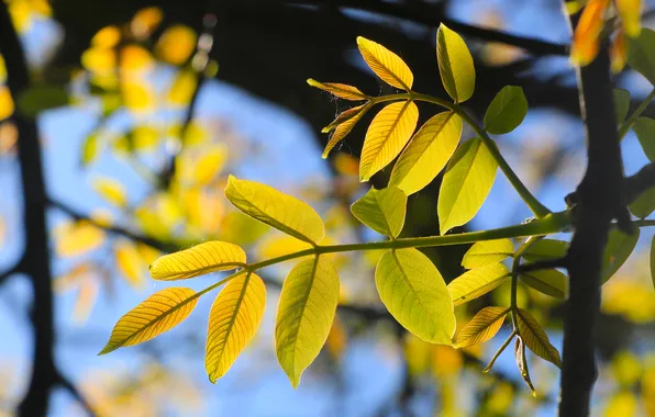 Spring, leaf, twig
