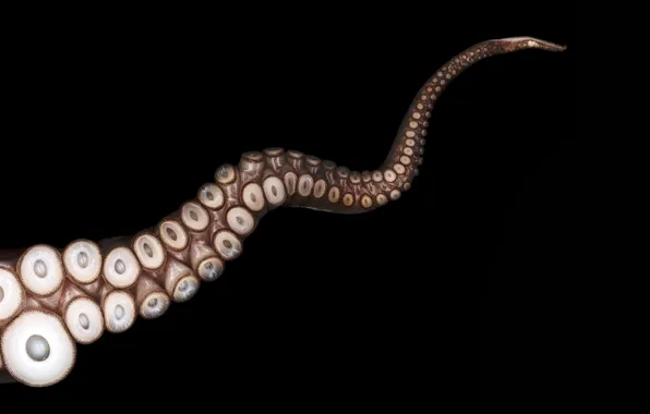 Картинка осьминог, Щупальца, присоски