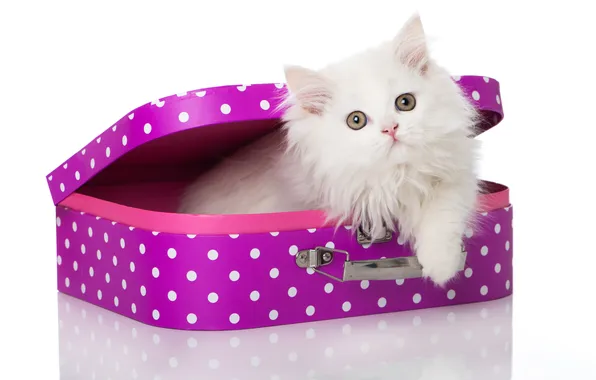 Картинка кошка, белый, пушистый, чемодан, котёнок