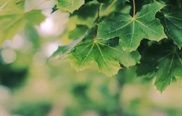 Листья, зеленые, листочки