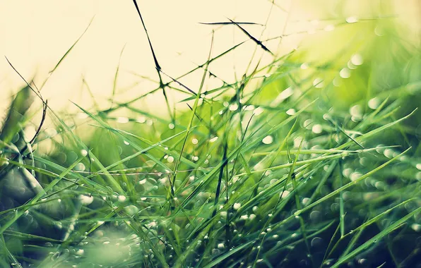 Картинка трава, капли, grass, drops