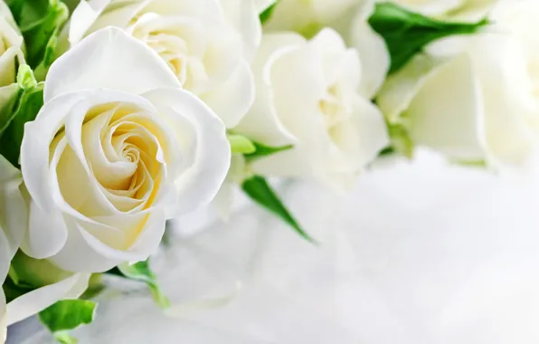 Картинка розы, white, белые, flowers, roses