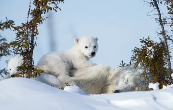 Картинка зима, снег, медвежата, медведица, Белые медведи, Полярные медведи
