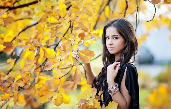Картинка осень, взгляд, девушка, поза, желтые листья, красота