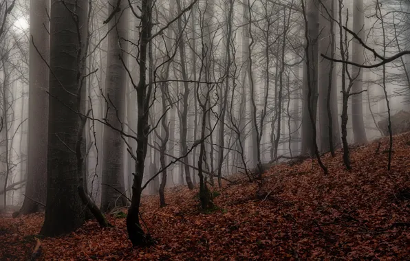 Картинка лес, природа, туман