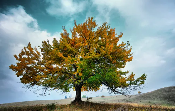 Картинка осень, небо, облака, природа, дерево