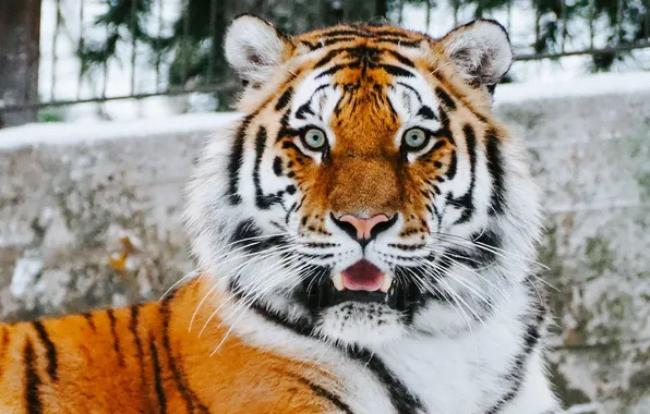 Картинка tiger, animal, big cat, wild life