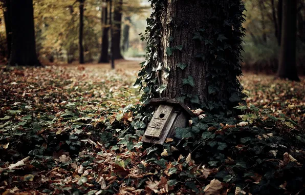 Осень, листья, природа