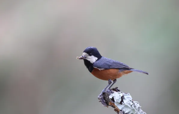 Blue, Black, White, Bird, Brown, Beak, Eye, Branch