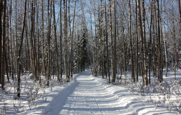 Картинка зима, дорога, лес, снег, деревья, следы