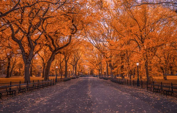 Картинка осень, деревья, парк, листва, Нью-Йорк, вечер, John S