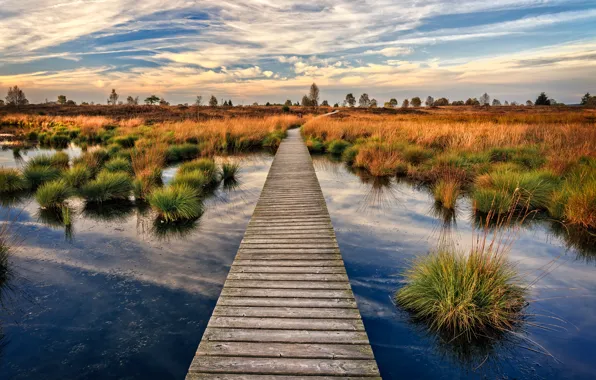 Картинка осень, мост, озеро, деревянный, Бельгия, кочки