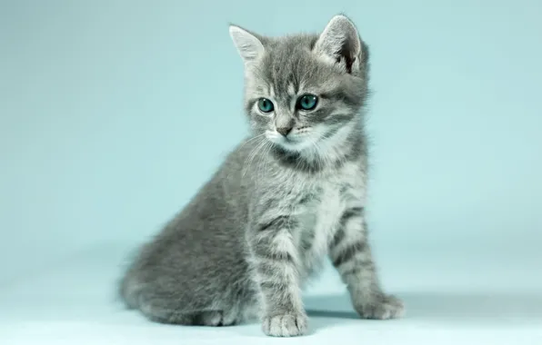 Кошка, взгляд, поза, котенок, серый, фон, голубой, портрет