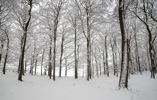 Картинка зима, лес, снег, деревья, Англия