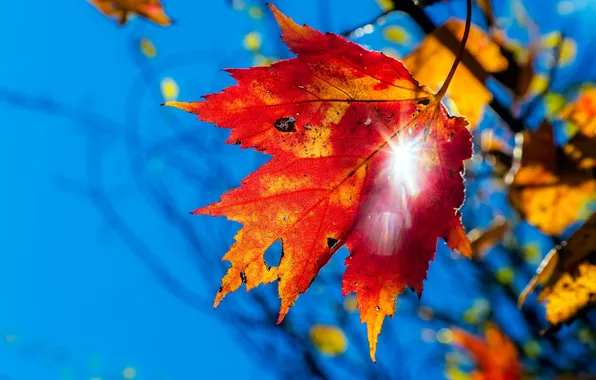 Осень, листья, природа