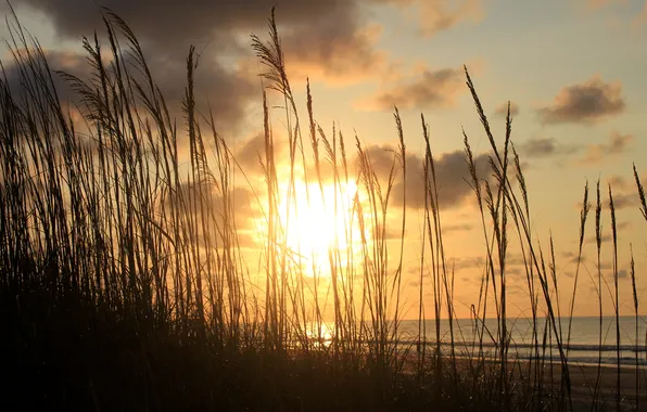 Картинка песок, море, трава, солнце, облака, закат