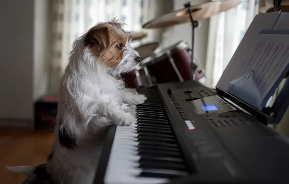 Собака, пианино, музыкант, пёсик, Джек-рассел-терьер