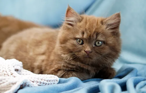 Кошка, котенок, ткань, лежит, мордашка, коричневый, голубой фон, британский