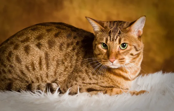 Кошка, кот Борис, Кот HD
