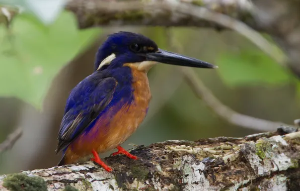 Картинка ветки, птица, клюв, лазурный зимородок