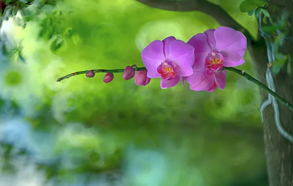Картинка фон, лепестки, орхидея