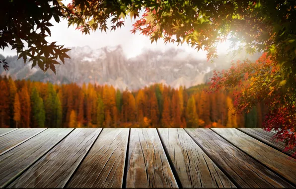 Осень, листья, деревья, парк, forest, nature, wood, park