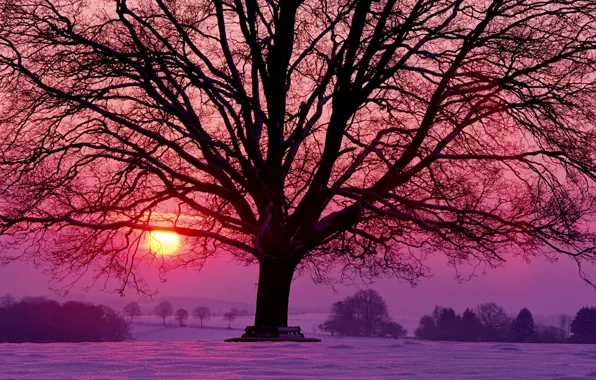 Солнце, снег, деревья, закат, красный, дерево, сиреневый, Зима