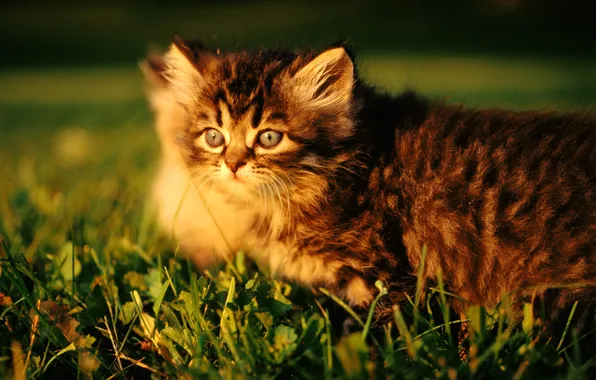 Картинка котенок, котята, полосатый