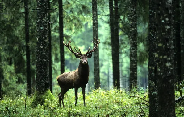 Картинка green, woods, animal, deer, wildlife