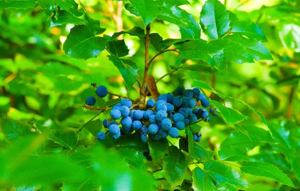 Blue, fruit, leaf, plant